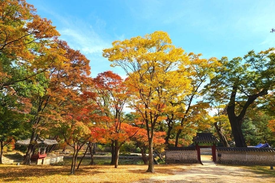 Lá thu tại Khu vườn Bí mật trong Cung điện Changdeokgung