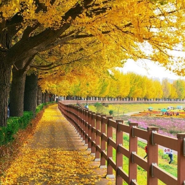 Đường cây bạch quả Asan vào mùa thu Hàn Quốc
