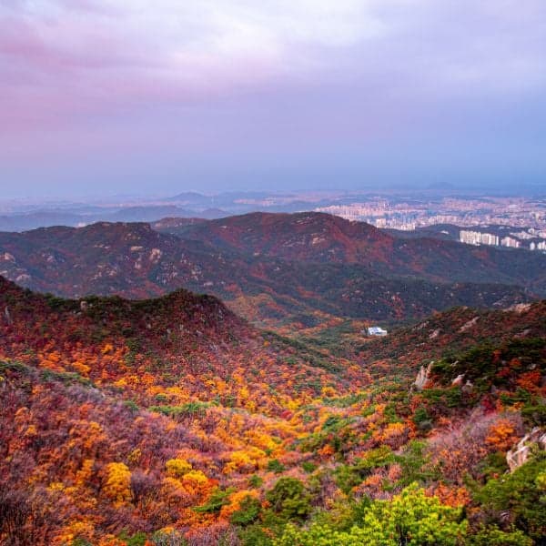 Lá mùa thu Gwanaksan Seoul