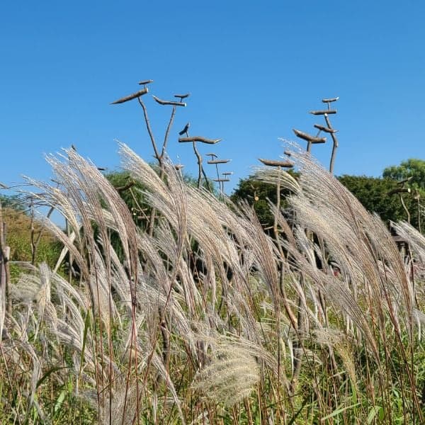 Silver Reeds tại Công viên Haneul Sky Seoul