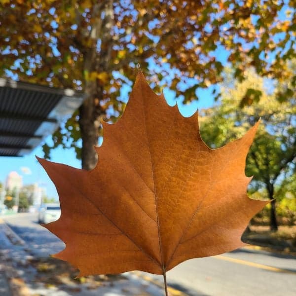 Lá mùa thu Platanus ở Seoul