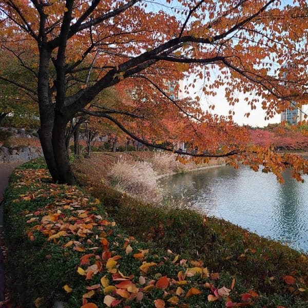 Hồ Seokchon với lá mùa thu Seoul