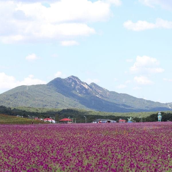Công viên Yangju Nari vào mùa thu