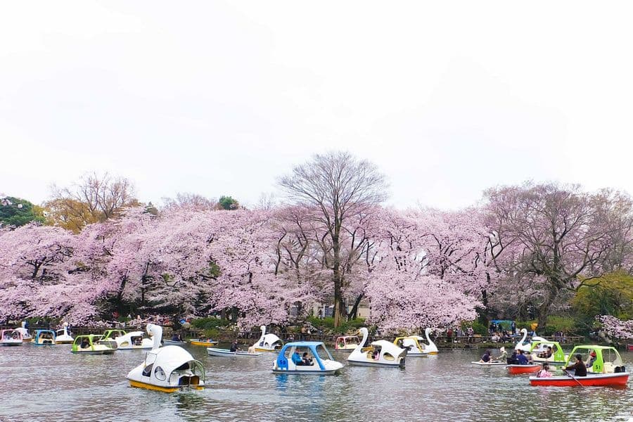 Địa điểm ngắm hoa đào ở Tokyo - Công viên Inokashira