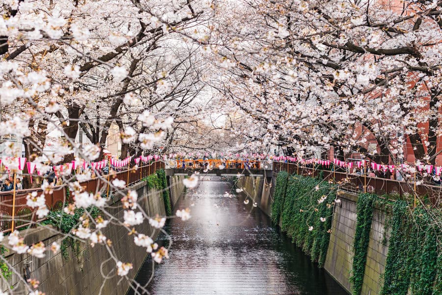 Địa điểm ngắm hoa đào ở Tokyo - Sông Meguro