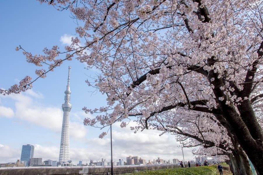 Địa điểm ngắm hoa đào ở Tokyo - Công viên Sumida