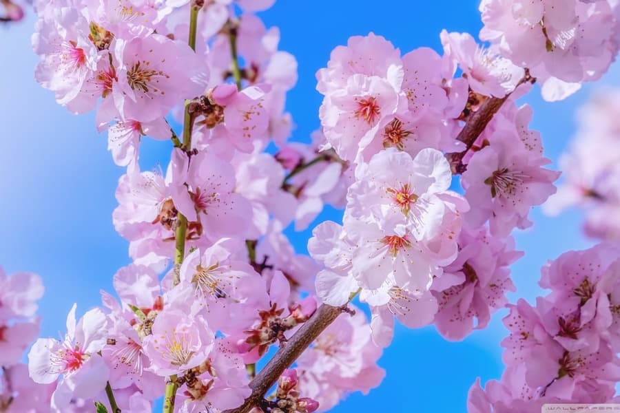Địa điểm ngắm hoa đào ở Tokyo