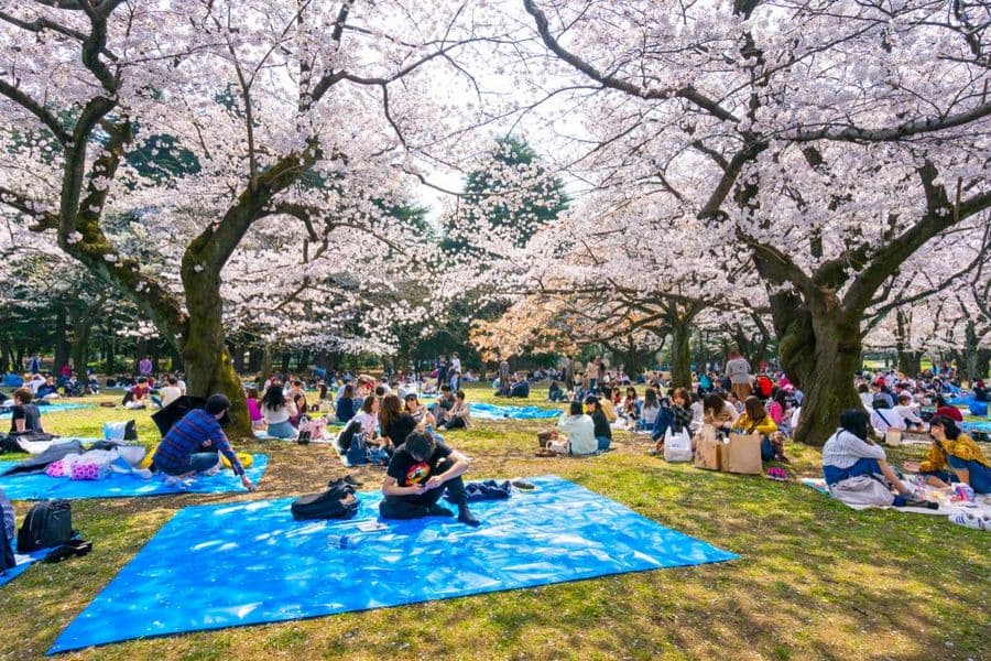 Ngắm hoa đào ở Công viên Yoyogi