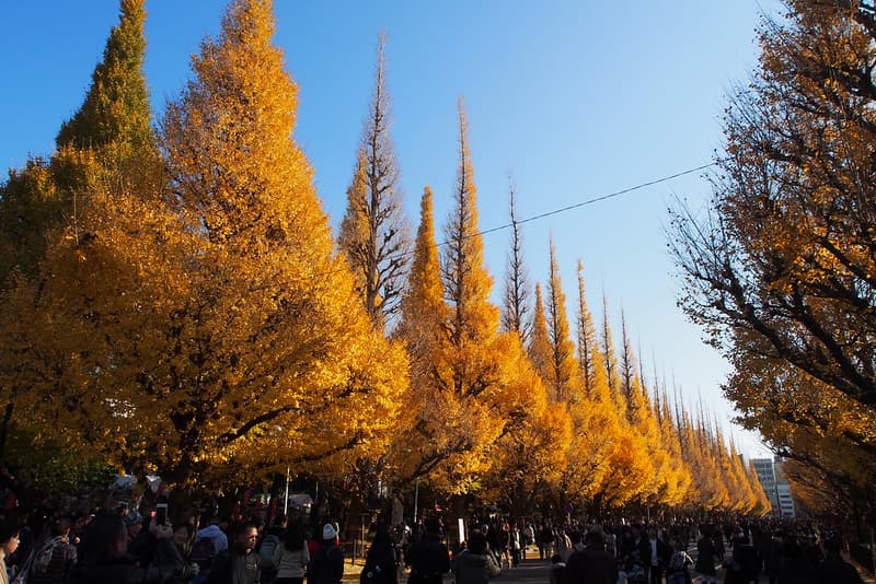 Lá mùa thu tại Jingu Gaien Icho
Namiki