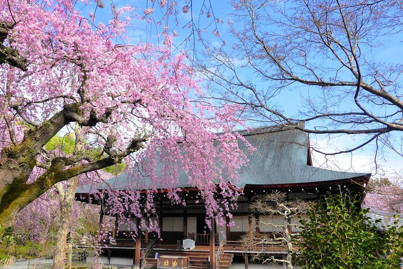 Hoa anh đào trước Điện Bảo Tàng của Đền Tenryu-ji