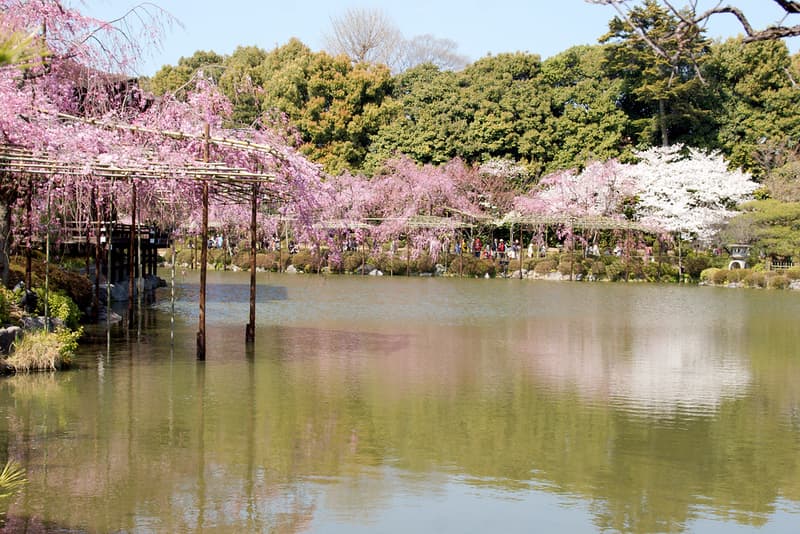 Hồ và hoa anh đào tại Đền Heian-jingu, Kyoto