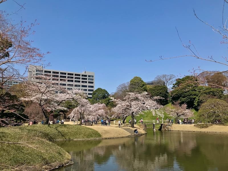 Cảnh quan hoa anh đào tại Koishikawa
Korakuen.