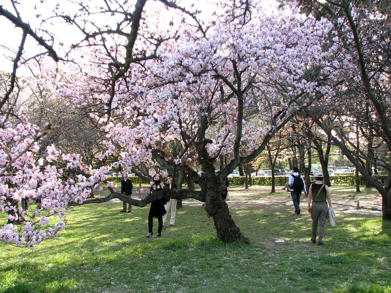 Mọi người đi dạo quanh một cây hoa anh đào trong Công viên Cung điện Hoàng gia Kyoto