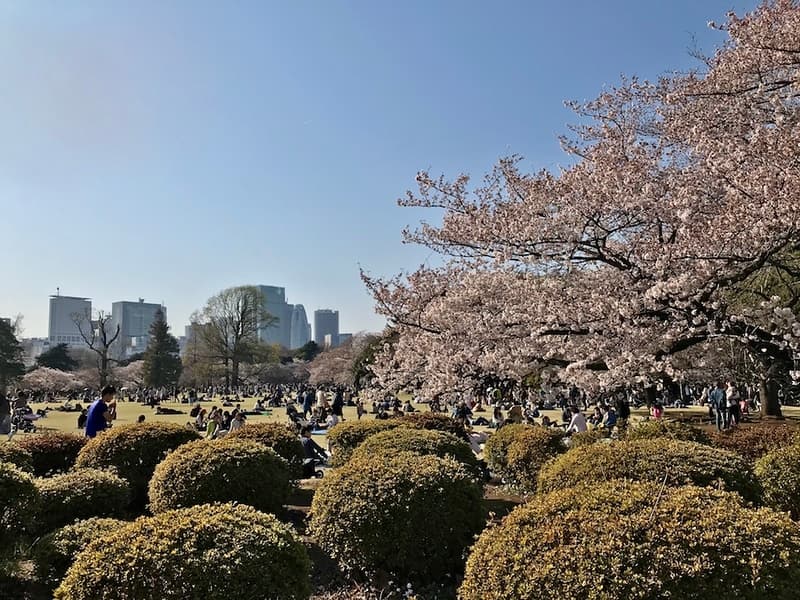 Shinjuku Gyoen mùa hoa anh đào.