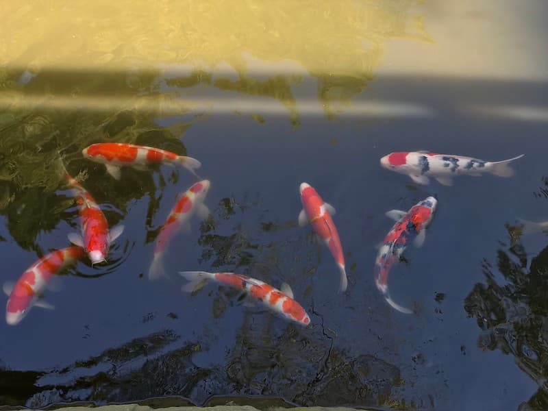 Cá Koi trong
ao.