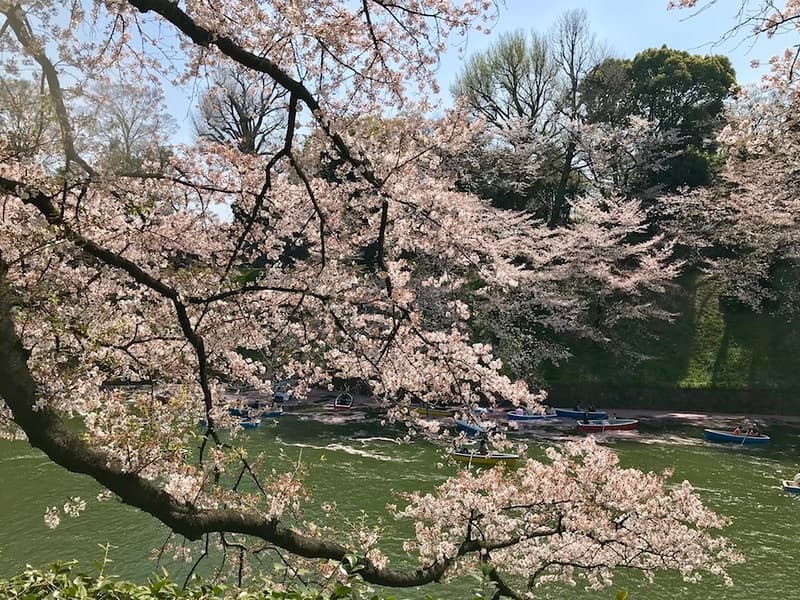Cảnh hào nước Chidorigafuchi.
