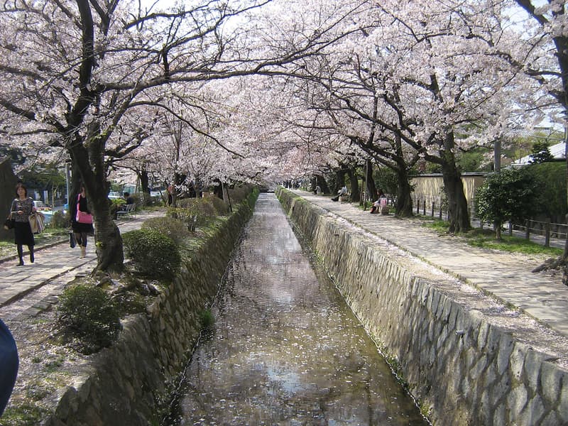 Con Đường Triết Học ở Kyoto dưới hoa anh đào mùa xuân