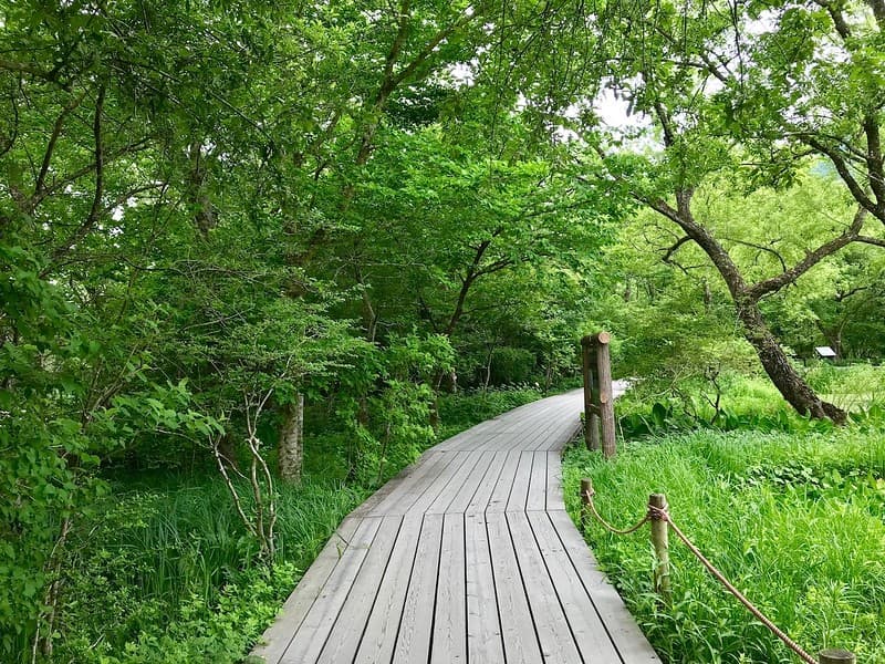 Một lối đi bộ xuyên qua Vườn Bách thảo Hakone.