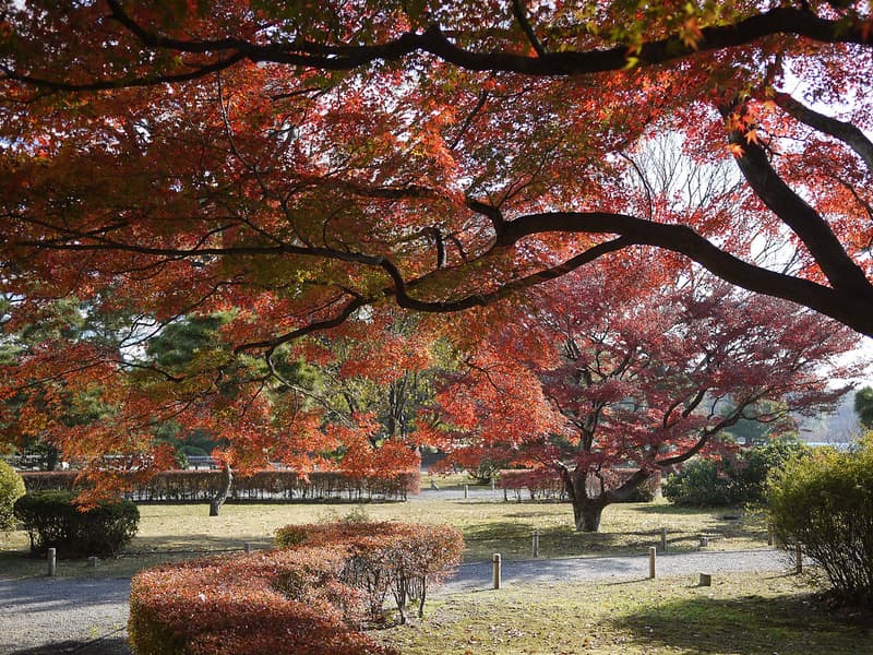 Iroha-momiji (Cây phong)