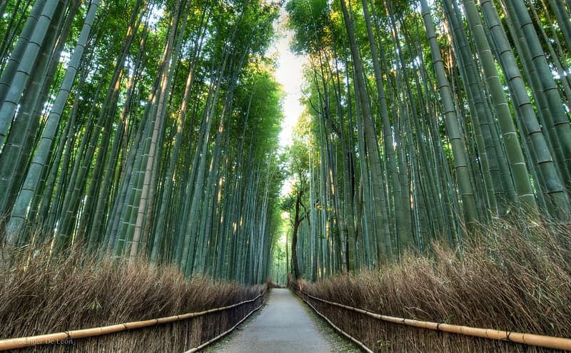 Lối đi qua Rừng tre Arashiyama