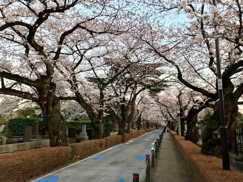 Đại lộ chính tại Nghĩa trang Aoyama.