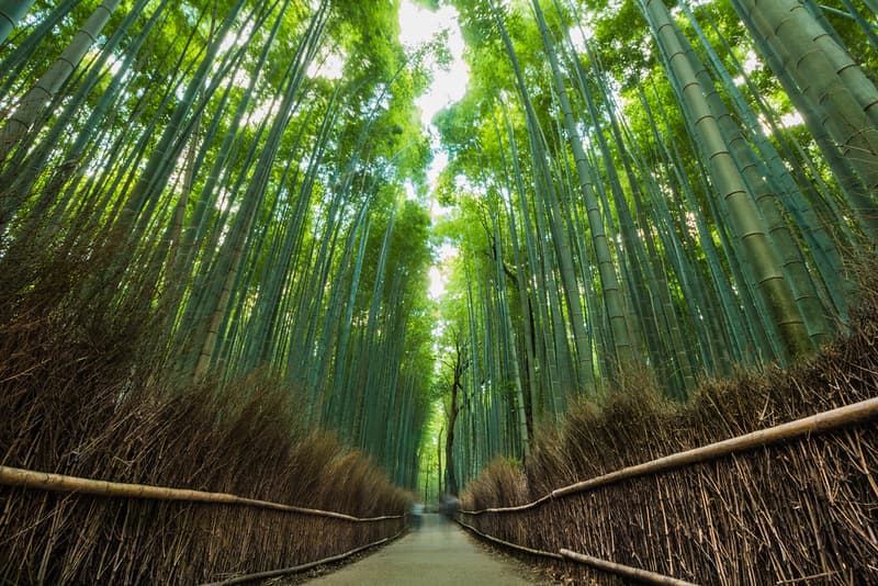 Con đường xuyên qua Rừng Tre Arashiyama, Kyoto