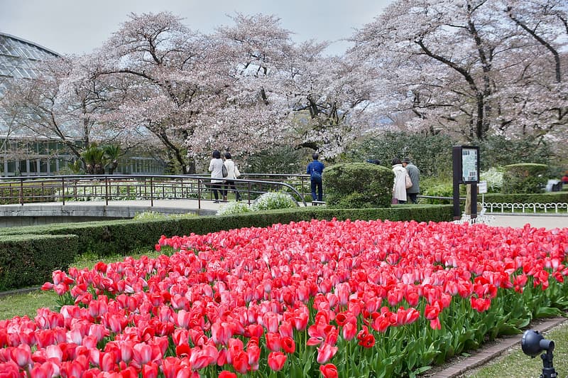 Sự kết hợp giữa những bông tulip đỏ ở lối vào vườn với nền hoa anh đào hồng trong Vườn Bách thảo Kyoto
