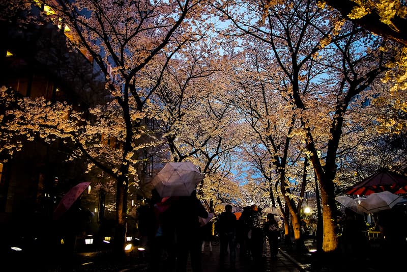 Mọi người đi dưới tán hoa anh đào được thắp sáng vào ban đêm ở Gion, Kyoto
