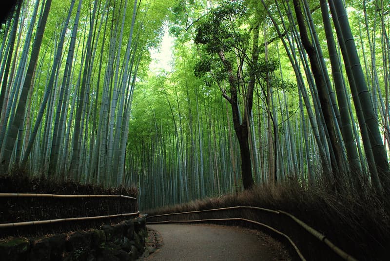 Ánh nắng xuyên qua tán cây trên con đường xuyên qua Rừng Tre Arashiyama, Kyoto