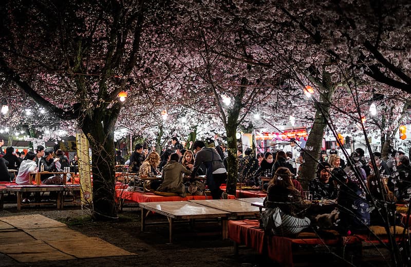Mọi người ngồi tại những chiếc bàn thấp trong mộtg- bữa tiệc hanami tại Công viên Maruyama-koen