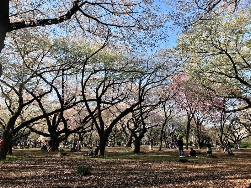 Cây anh đào ở Shinjuku
Gyoen.
