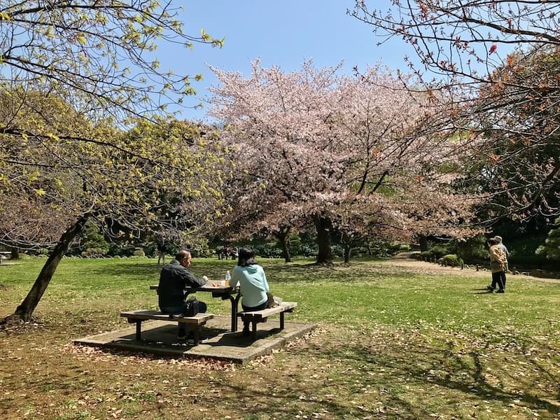 Rừng anh đào ở Vườn Kiyosumi-teien.