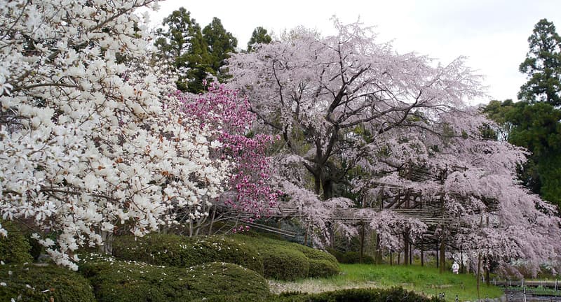 Một loạt hoa anh đào trong Vườn Bách thảo Kyoto, bao gồm một cây hoa anh đào khóc