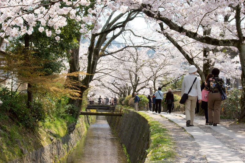 Mọi người đi dọc Con Đường Triết Học của Kyoto dưới tán hoa anh đào