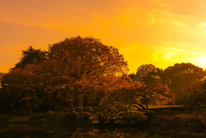 Cây mùa thu dưới ánh hoàng hôn