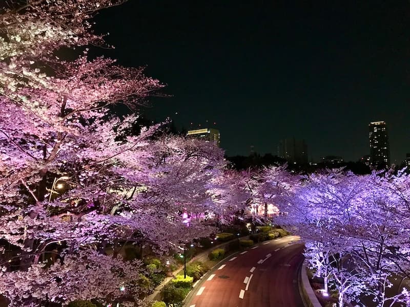 Cây anh đào gần Roppongi
Midtown.