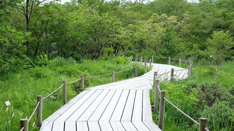 Một con đường xuyên qua vùng đầm lầy tại các vườn bách thảo
đất ngập nước.