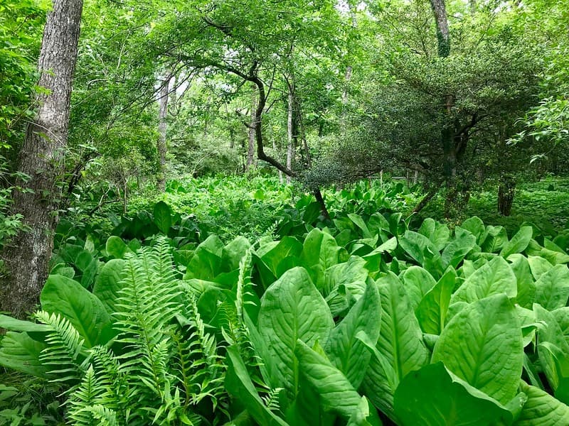 Một biển lá Basho mênh mông.