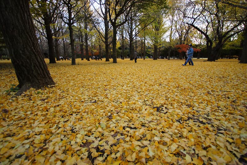 Ginkgo
Ground