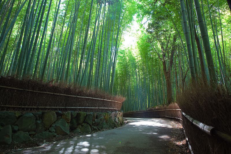 Con đường ánh nắng xuyên qua rừng tre Sagano, Arashiyama, Kyoto