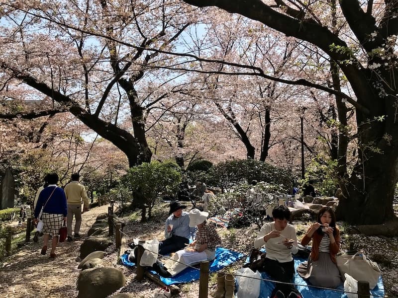 Người dân địa phương đang tổ chức tiệc hanami tại Công viên Sumidagawa.