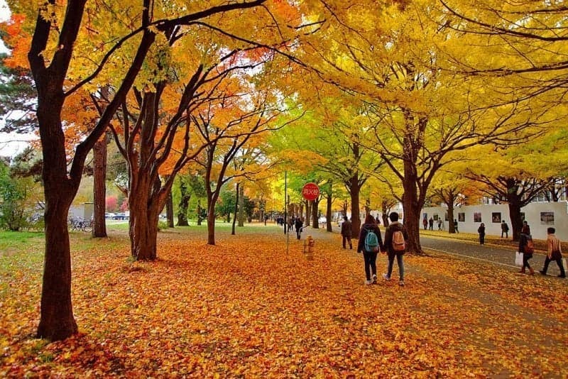 Du lịch Nhật Bản mùa thu Du lịch Nhật Bản mùa thu - Mùa thu đại học Hokkaido-Sapporo Nhật Bản
