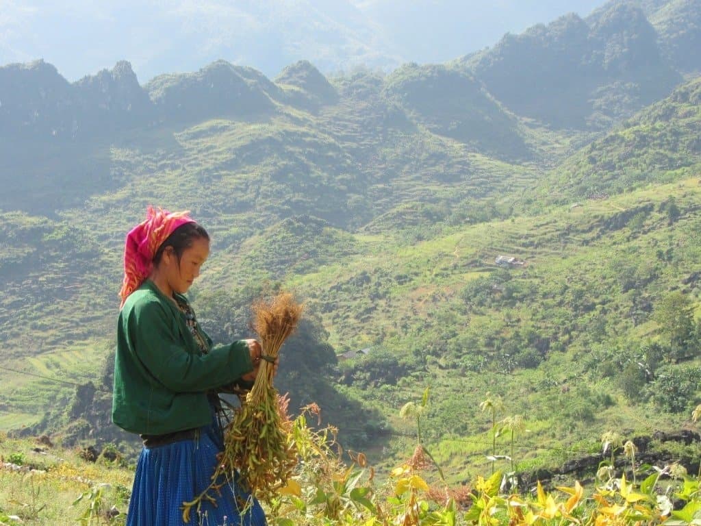 Người phụ nữ thiểu số thu hoạch đậu nành Du lịch Hà Giang - Người phụ nữ thiểu số thu hoạch đậu nành