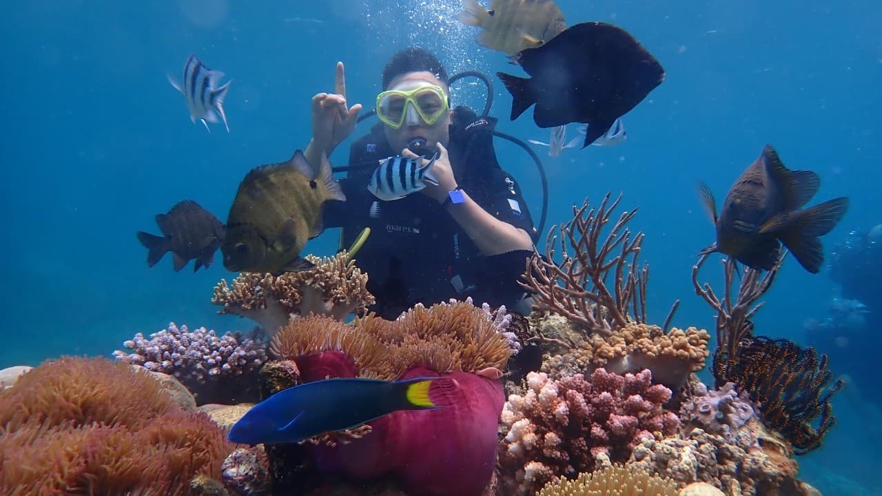 Trải nghiệm lặn ngắm san hô - Nha Trang Du lịch Nha Trang - Trải nghiệm lặn ngắm san hô
