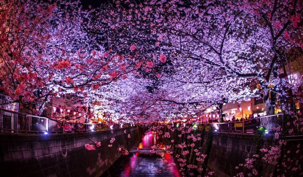 Sông Meguro (Tokyo) Du lịch Nhật Bản-Dự báo hoa đào nở-Sông Meguro (Tokyo)