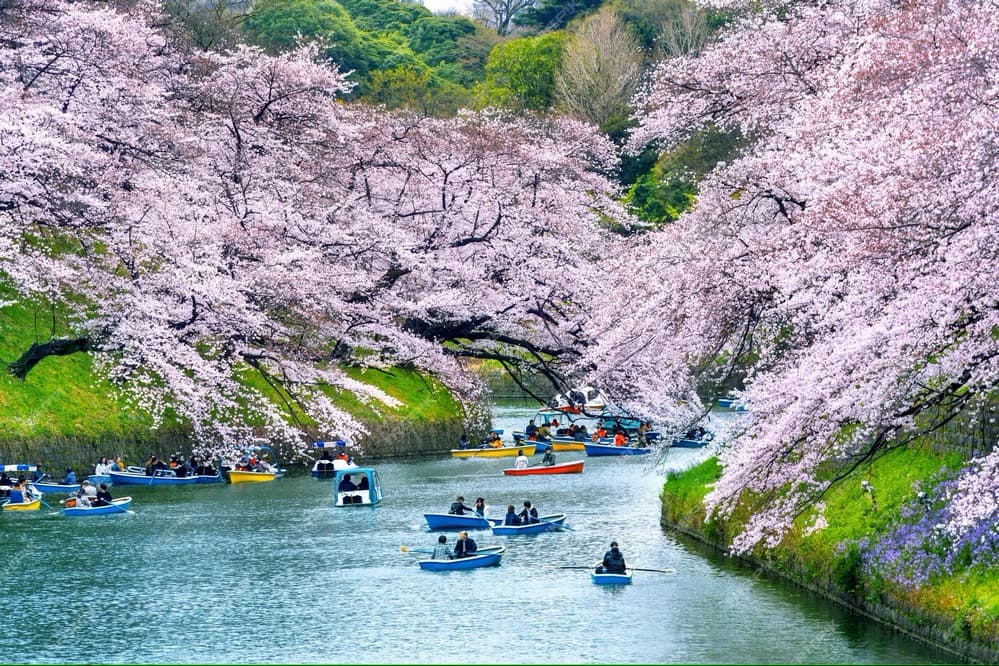 Chèo thuyền ngắm hoa anh đào ở công viên Chidorigafuchi (Tokyo) Du lịch Nhật Bản-Dự báo hoa đào nở-Chèo thuyền ngắm hoa anh đào ở công viên Chidorigafuchi (Tokyo)