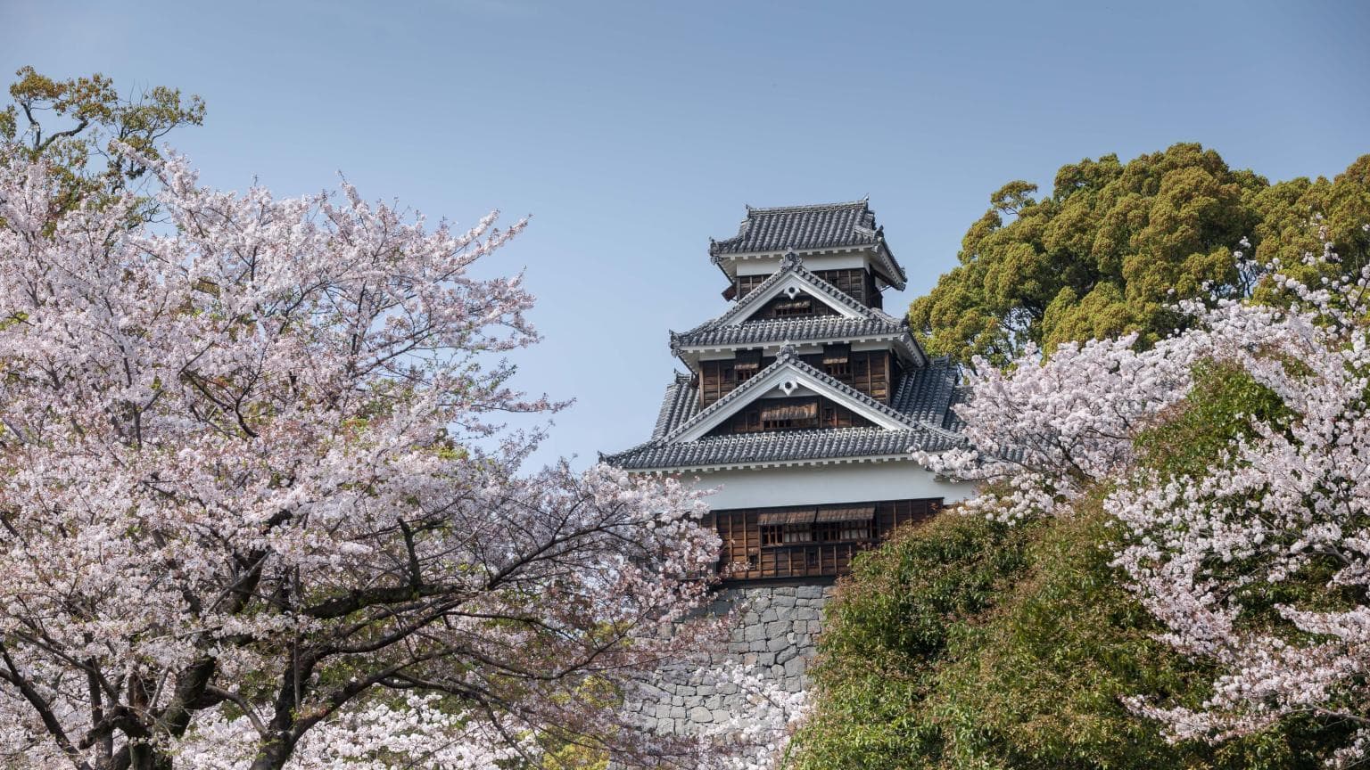 Lâu đài Kumamoto mùa hoa anh đào nở Du lịch Nhật Bản-Dự báo hoa đào nở-Lâu đài Kumamoto mùa hoa anh đào nở