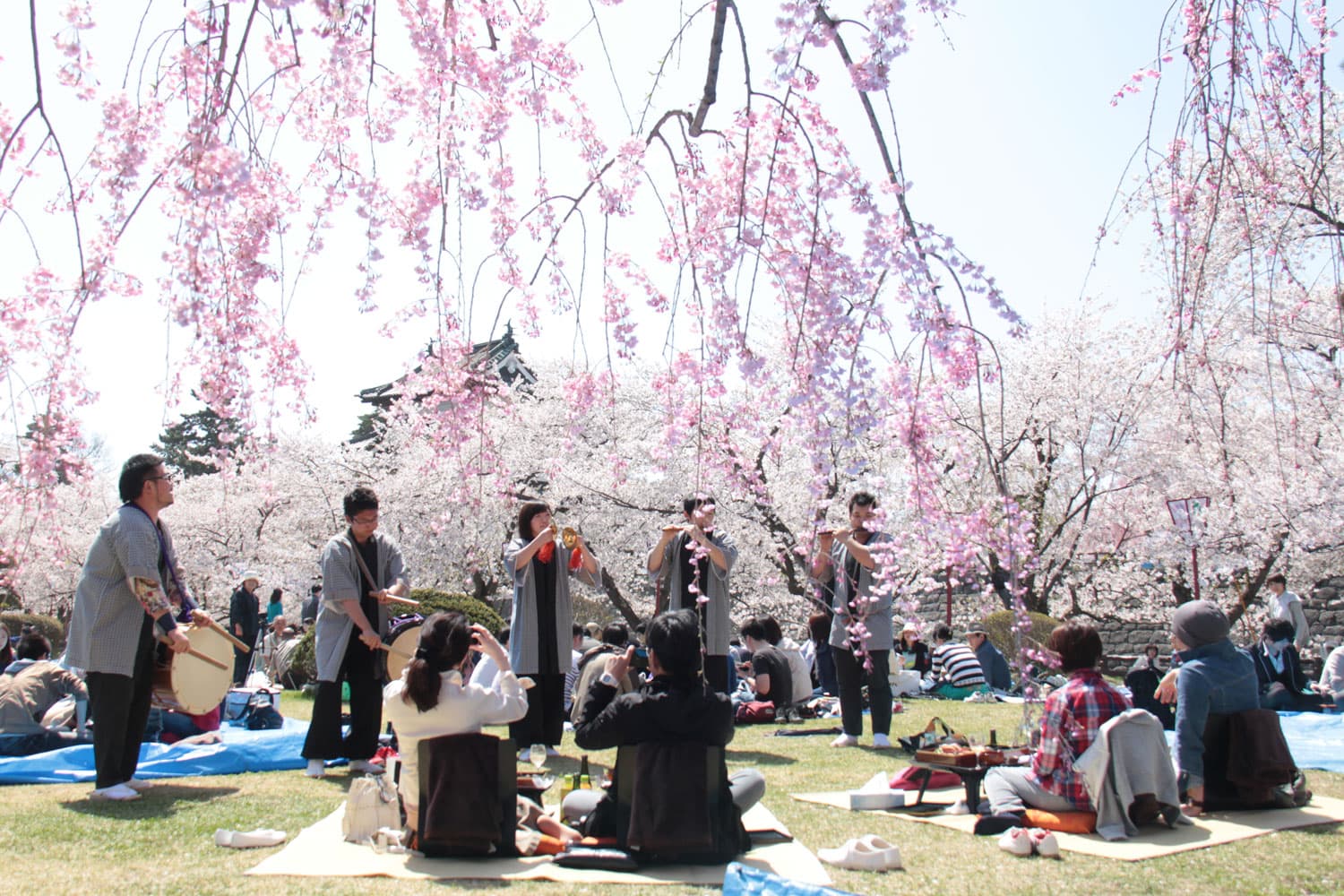 Ngắm hoa đào nở (Hanami) Du lịch Nhật Bản-Dự báo hoa đào nở-Ngắm hoa đào nở (Hanami)