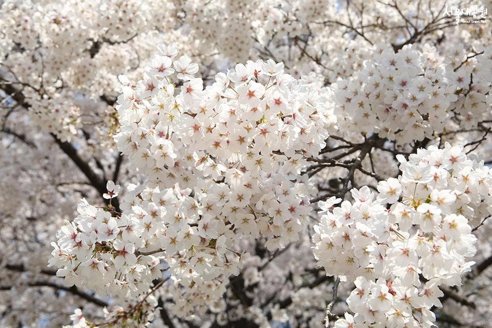 Hoa anh đào ở Seoul Grand Park Du lịch Hàn Quốc ngắm hoa đào