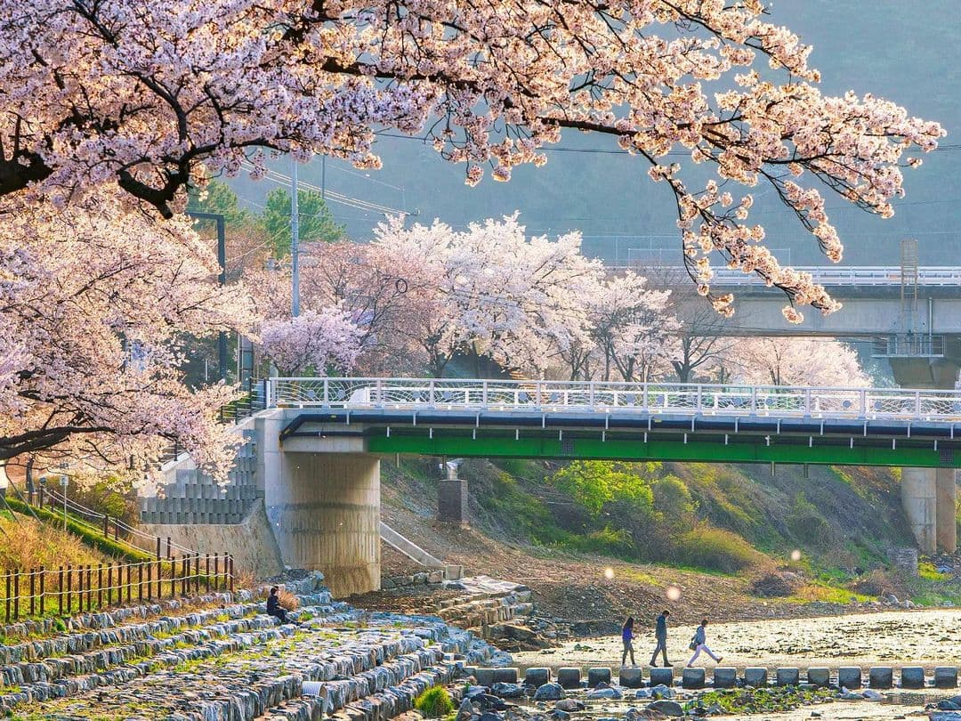 Hoa đào nở ở công viên suối Oncheon Du lịch Hàn Quốc ngắm hoa đào